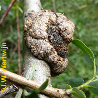 Gewone wilgbastgalmug (Rabdophaga saliciperda)